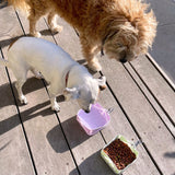 Tilley + Me Compact Foldable Pet Food & Water Bowl – Ideal for Travel