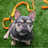 Tilley + Me Hemp Cotton Dog Leash - Durable, Sustainable, Adjustable, Lightweight & Soft-Malibu