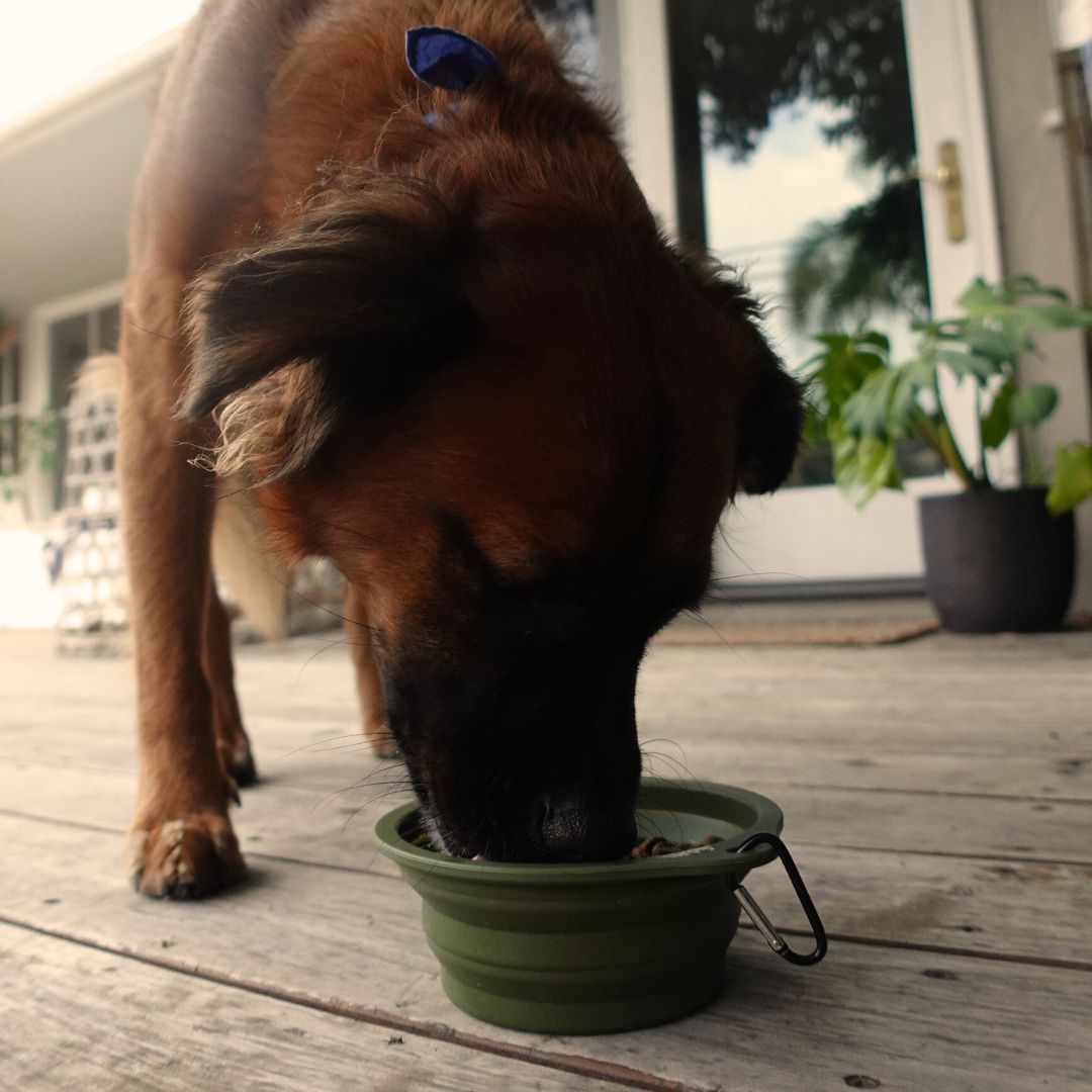 Tilley + Me Collapsible Travel Pet Bowl with Clip – Compact, Reusable and Easy to Clean